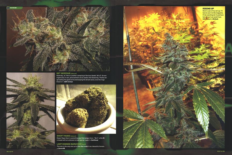 PIX OF THE CROP
