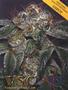 Page: - 35 | High Times