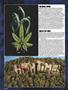 Page: - 54 | High Times