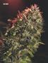 Page: - 67 | High Times