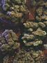 Page: - 68 | High Times