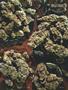 Page: - 69 | High Times