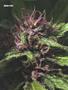 Page: - 70 | High Times