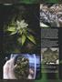 Page: - 96 | High Times