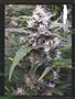 Page: - 97 | High Times