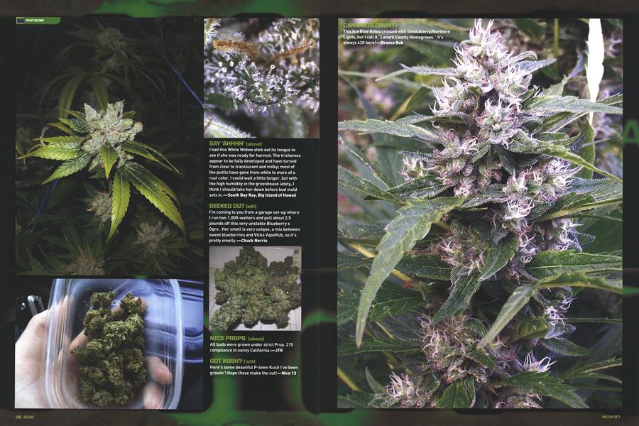PIX OF THE CROP