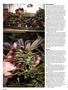 Page: - 114 | High Times