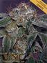 Page: - 35 | High Times