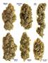 Page: - 67 | High Times