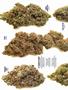 Page: - 68 | High Times