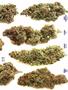 Page: - 69 | High Times