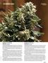 Page: - 71 | High Times