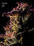 Page: - 72 | High Times
