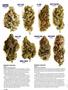 Page: - 74 | High Times