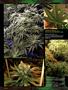 Page: - 96 | High Times