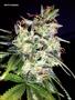 Page: - 119 | High Times