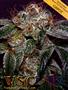 Page: - 35 | High Times