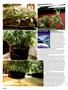 Page: - 52 | High Times
