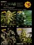 Page: - 58 | High Times