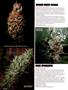Page: - 62 | High Times