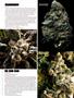 Page: - 63 | High Times