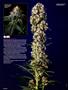 Page: - 64 | High Times