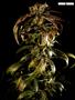 Page: - 67 | High Times