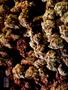 Page: - 68 | High Times