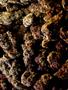 Page: - 69 | High Times