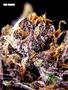 Page: - 70 | High Times
