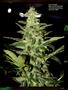 Page: - 95 | High Times