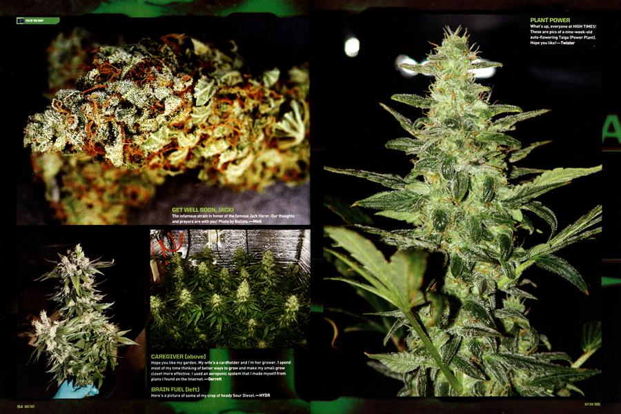 PIX OF THE CROP