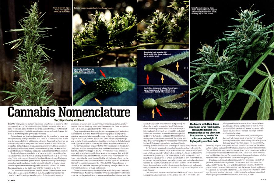 Cannabis Nomenclature