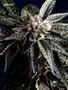Page: - 121 | High Times
