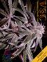 Page: - 3 | High Times