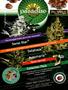 Page: - 31 | High Times
