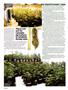 Page: - 40 | High Times