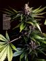 Page: - 63 | High Times