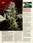 Page: - 64 | High Times