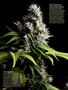 Page: - 66 | High Times