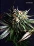 Page: - 67 | High Times