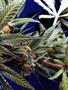 Page: - 69 | High Times