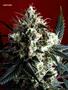 Page: - 70 | High Times