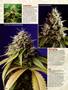 Page: - 72 | High Times