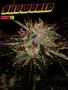 Page: - 93 | High Times