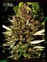 Page: - 95 | High Times