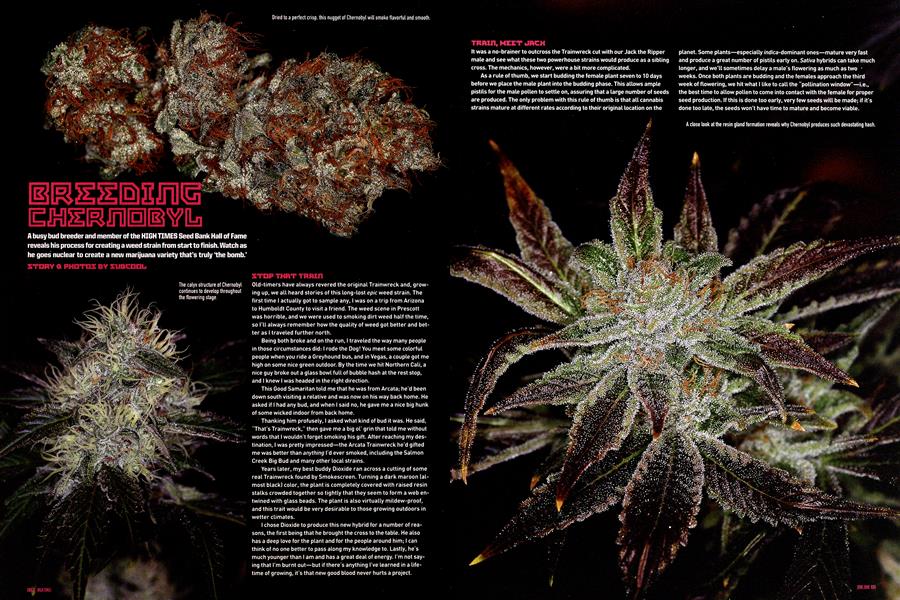 BREEDING CHERNOBYL