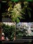 Page: - 104 | High Times