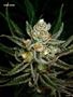 Page: - 129 | High Times