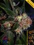 Page: - 143 | High Times